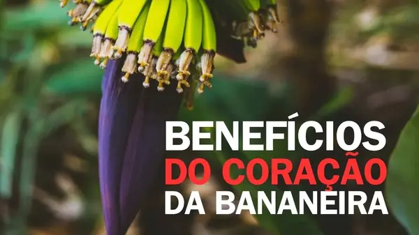 Conheça os Benefícios do Coração da Bananeira na Alimentação Saudável