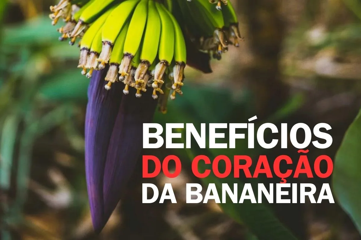 Conheça os Benefícios do Coração da Bananeira na Alimentação Saudável ...